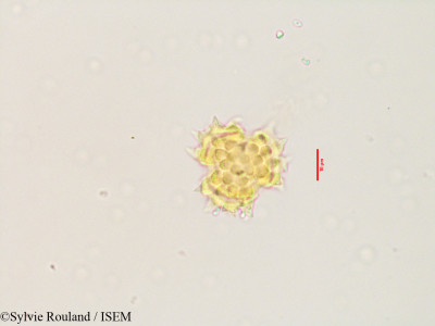 Pluchea tomentosa - lame n° 3533