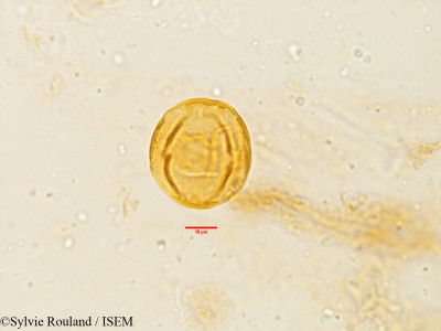 Plumeria acutifolia - lame n° 3832