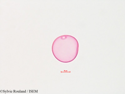 Sylvie.Rouland/Poa_pratensis_4429/Poa_pratensis_4429_0001(copy)_thumb.jpg