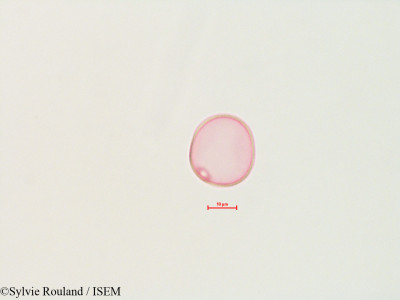Sylvie.Rouland/Poa_trivialis_4487/Poa_trivialis_4487_0001(copy)_thumb.jpg