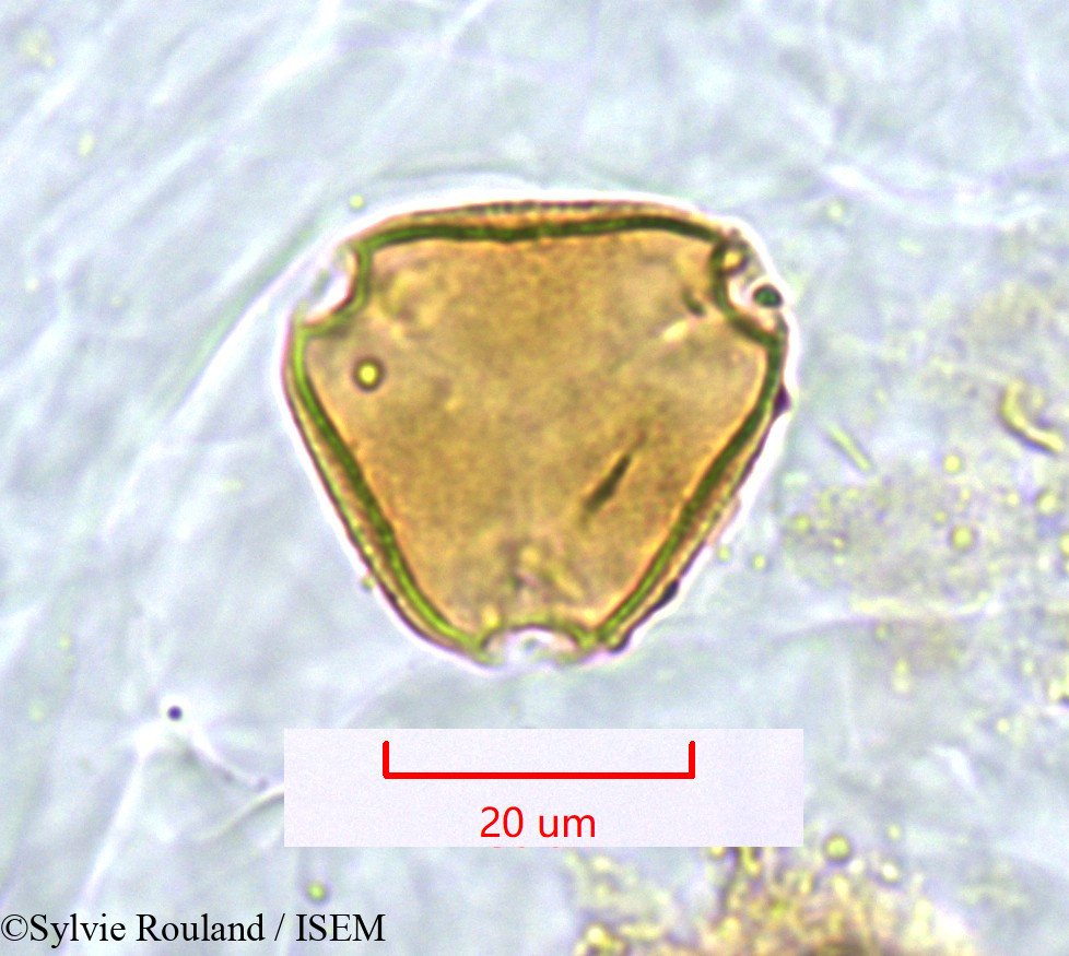 Sylvie.Rouland/Poculodiscus_meridionalis_1268/Poculodiscus_meridionalis_1268_0001(copy).jpg