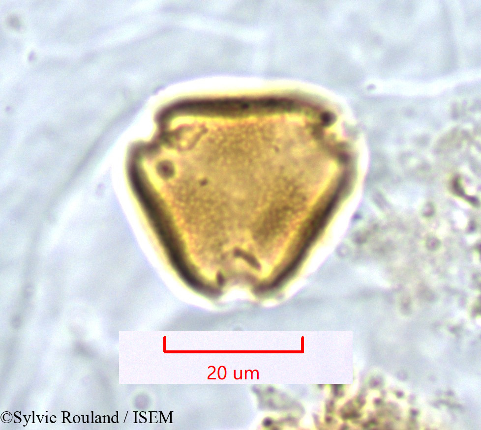 Sylvie.Rouland/Poculodiscus_meridionalis_1268/Poculodiscus_meridionalis_1268_0002(copy).jpg