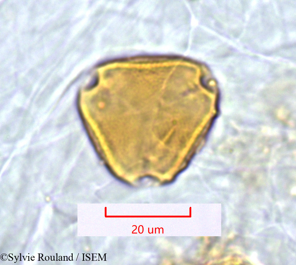 Sylvie.Rouland/Poculodiscus_meridionalis_1268/Poculodiscus_meridionalis_1268_0003(copy).jpg