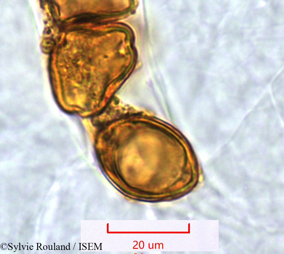 Sylvie.Rouland/Poculodiscus_meridionalis_1268/Poculodiscus_meridionalis_1268_0004(copy).jpg