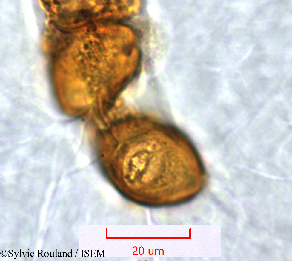 Sylvie.Rouland/Poculodiscus_meridionalis_1268/Poculodiscus_meridionalis_1268_0006(copy).jpg