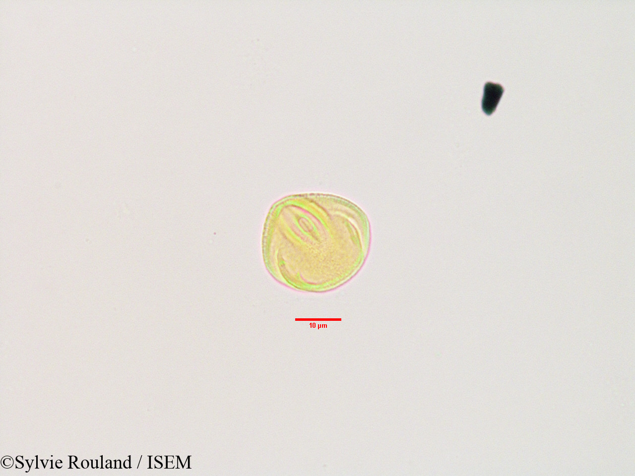Sylvie.Rouland/Poculodiscus_meridionalis_3366/Poculodiscus_meridionalis_3366_0001(copy).jpg