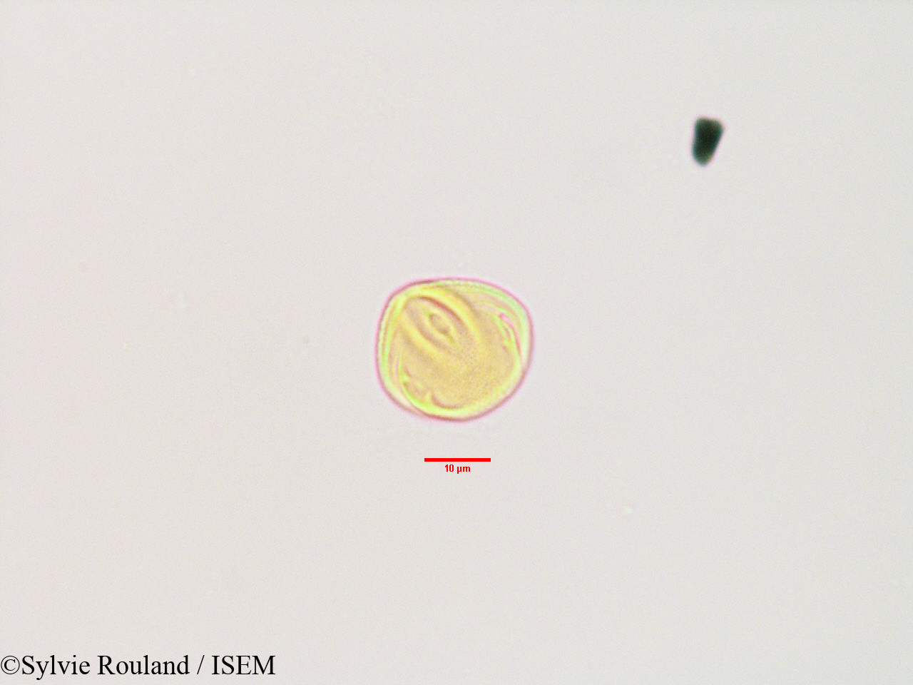Sylvie.Rouland/Poculodiscus_meridionalis_3366/Poculodiscus_meridionalis_3366_0003(copy).jpg