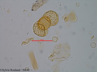 Podocarpus madagascariensis - lame n° 60274