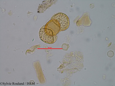 Podocarpus madagascariensis - lame n° 60274