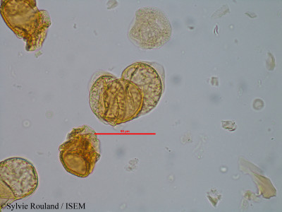 Podocarpus madagascariensis - lame n° 60274