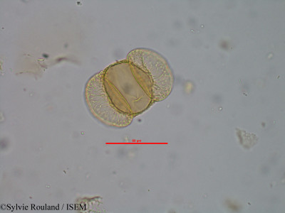 Sylvie.Rouland/Podocarpus_rostratus_60289/Podocarpus_rostratus_60289_0001(copy)_thumb.jpg