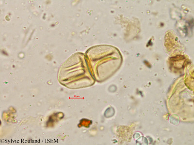Sylvie.Rouland/Podostemum_elongatus_4956/Podostemum_elongatus_4956_0001(copy)_thumb.jpg