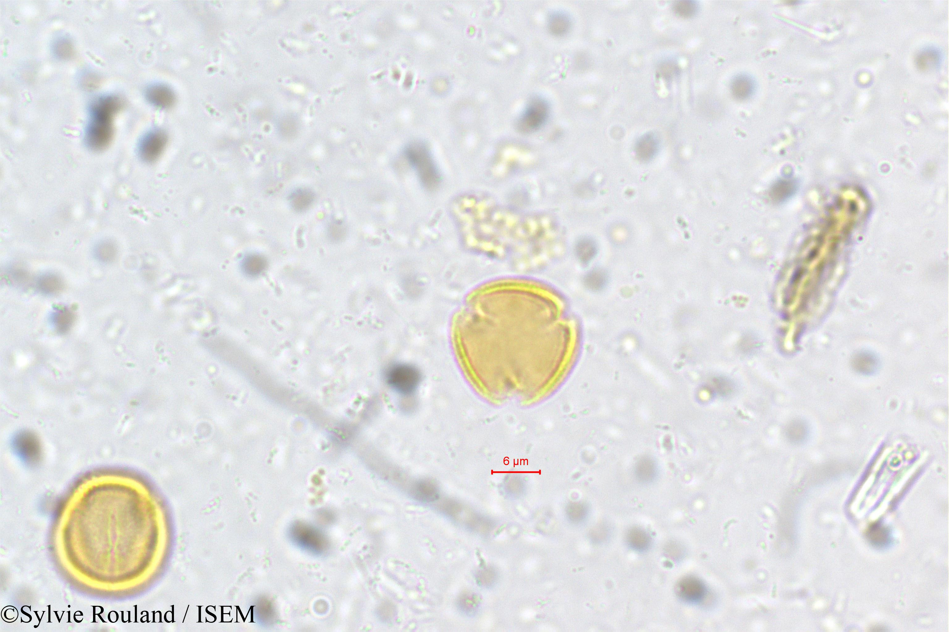 Sylvie.Rouland/Poeciloneuron_indicum_5406/Poeciloneuron_indicum_5406_0002(copy).jpg