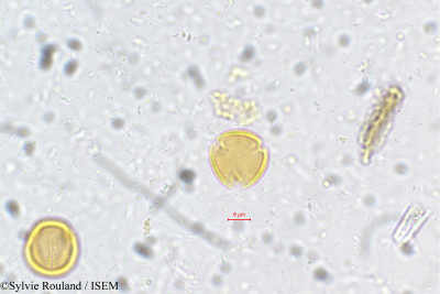 Poeciloneuron indicum - lame n° 5406