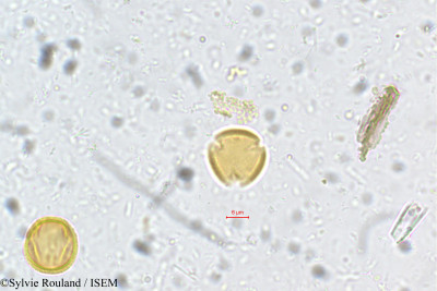 Poeciloneuron indicum - lame n° 5406