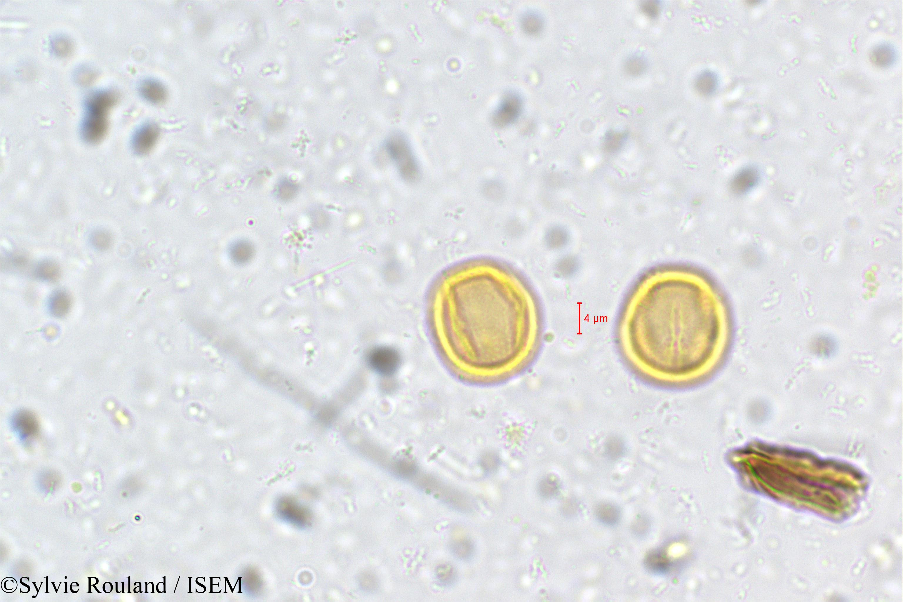 Sylvie.Rouland/Poeciloneuron_indicum_5406/Poeciloneuron_indicum_5406_0005(copy).jpg