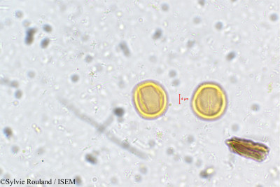 Poeciloneuron indicum - lame n° 5406