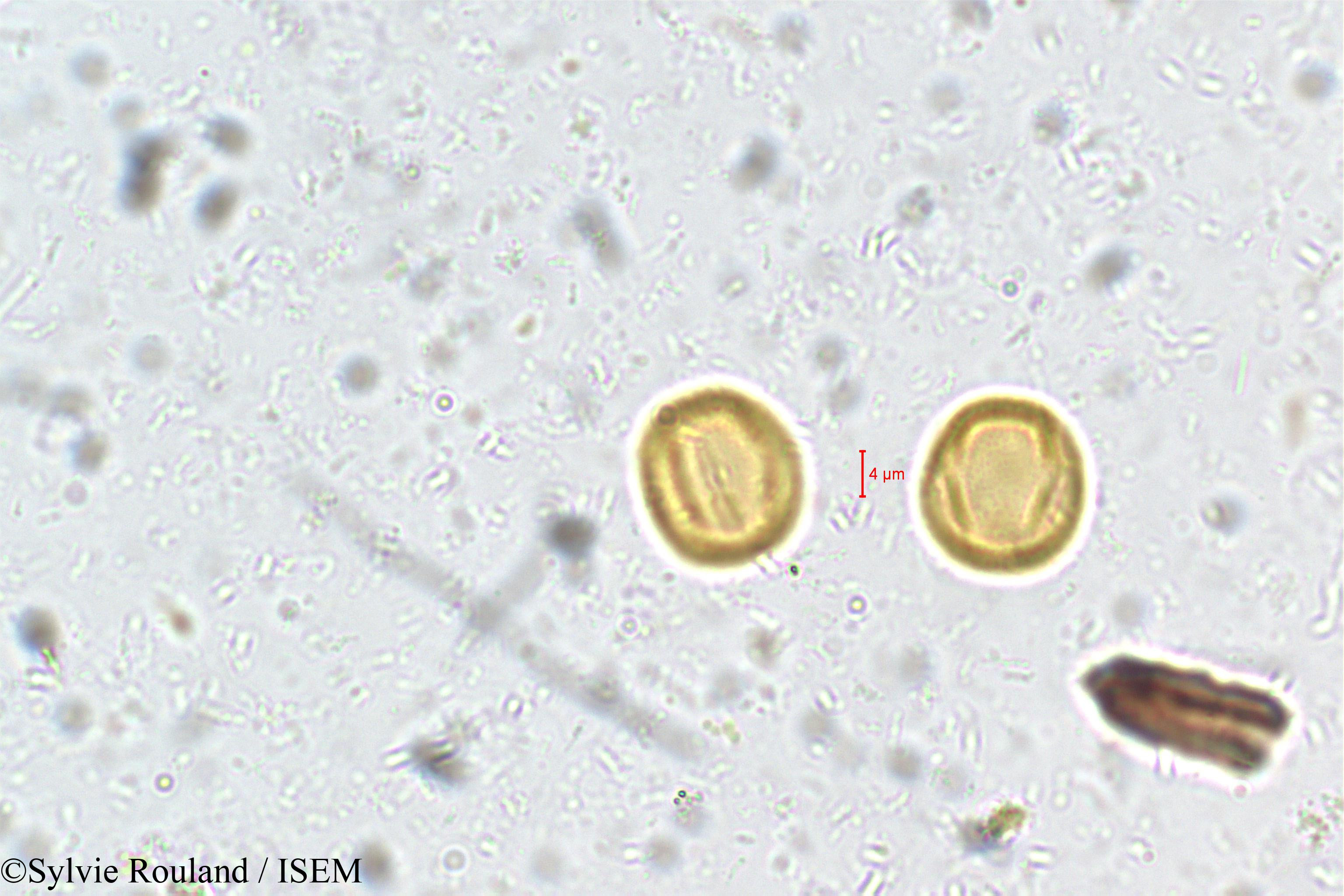 Sylvie.Rouland/Poeciloneuron_indicum_5406/Poeciloneuron_indicum_5406_0006(copy).jpg