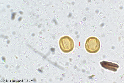 Poeciloneuron indicum - lame n° 5406