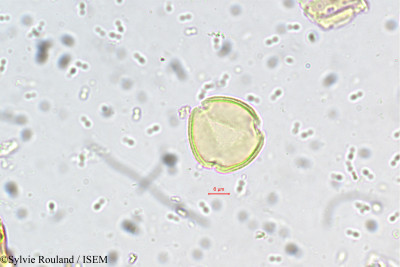 Sylvie.Rouland/Poeciloneuron_pauciflorum_5498/Poeciloneuron_pauciflorum_5498_0001(copy)_thumb.jpg