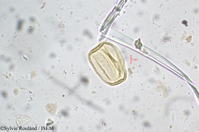 Pogostemon heyneanus - lame n° 5263