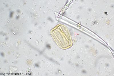 Pogostemon heyneanus - lame n° 5263