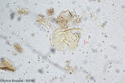 Pogostemon heyneanus - lame n° 5263