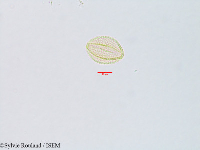 Sylvie.Rouland/Pogostemon_patchouly_3106/Pogostemon_patchouly_3106_0001(copy)_thumb.jpg