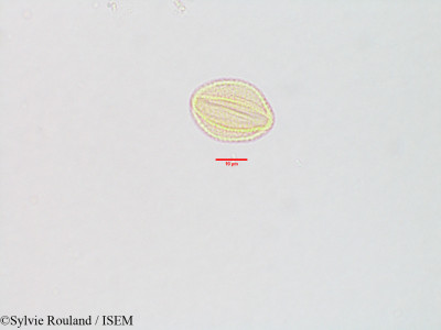 Pogostemon patchouly - lame n° 3106