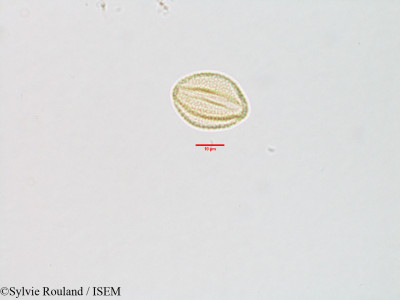 Pogostemon patchouly - lame n° 3106