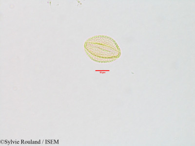 Pogostemon patchouly - lame n° 3106