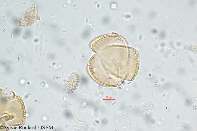Sylvie.Rouland/Pogostemon_vestitus_5777/Pogostemon_vestitus_5777_0001(copy)_thumb.jpg
