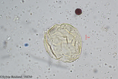 Sylvie.Rouland/Polyalthia_suberosa_5223/Polyalthia_suberosa_5223_0001(copy)_thumb.jpg