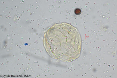 Polyalthia suberosa - lame n° 5223