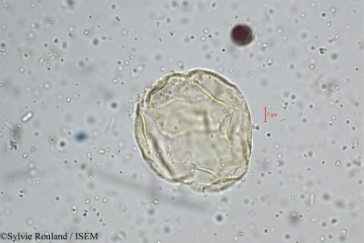 Polyalthia suberosa - lame n° 5223