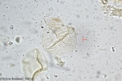 Polyalthia suberosa - lame n° 5223