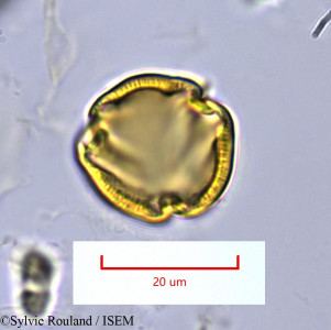Sylvie.Rouland/Polycardia_aquifolium_1148/Polycardia_aquifolium_1148_0001(copy)_thumb.jpg