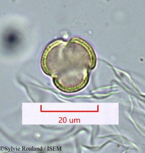 Sylvie.Rouland/Polycarpaea_confusa_1627/Polycarpaea_confusa_1627_0001(copy)_thumb.jpg