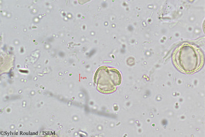 Sylvie.Rouland/Polycarpaea_corymbosa_5191/Polycarpaea_corymbosa_5191_0001(copy)_thumb.jpg
