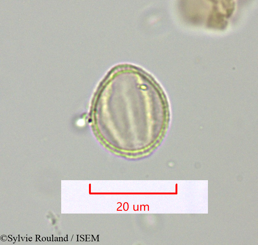 Sylvie.Rouland/Polycarpaea_repens_1622/Polycarpaea_repens_1622_0001(copy).jpg