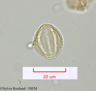 Sylvie.Rouland/Polycarpaea_repens_1622/Polycarpaea_repens_1622_0001(copy)_thumb.jpg