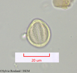 Polycarpaea repens - lame n° 1622