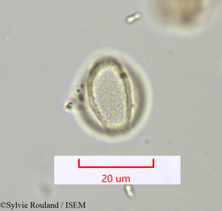 Polycarpaea repens - lame n° 1622