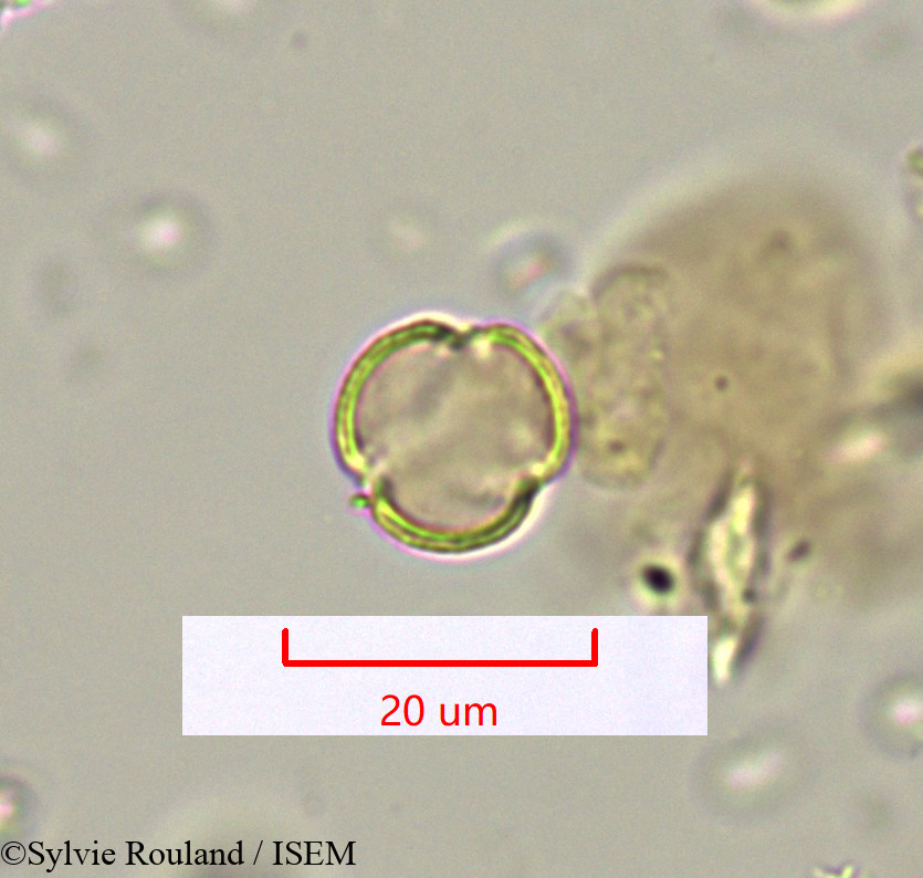 Sylvie.Rouland/Polycarpaea_repens_1622/Polycarpaea_repens_1622_0004(copy).jpg