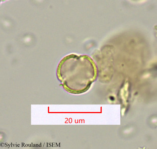 Polycarpaea repens - lame n° 1622