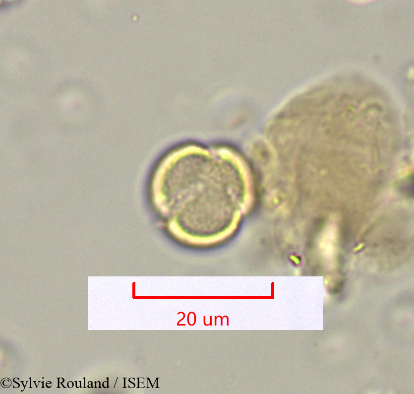 Sylvie.Rouland/Polycarpaea_repens_1622/Polycarpaea_repens_1622_0005(copy).jpg