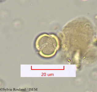Polycarpaea repens - lame n° 1622