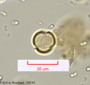 Polycarpaea repens - lame n° 1622