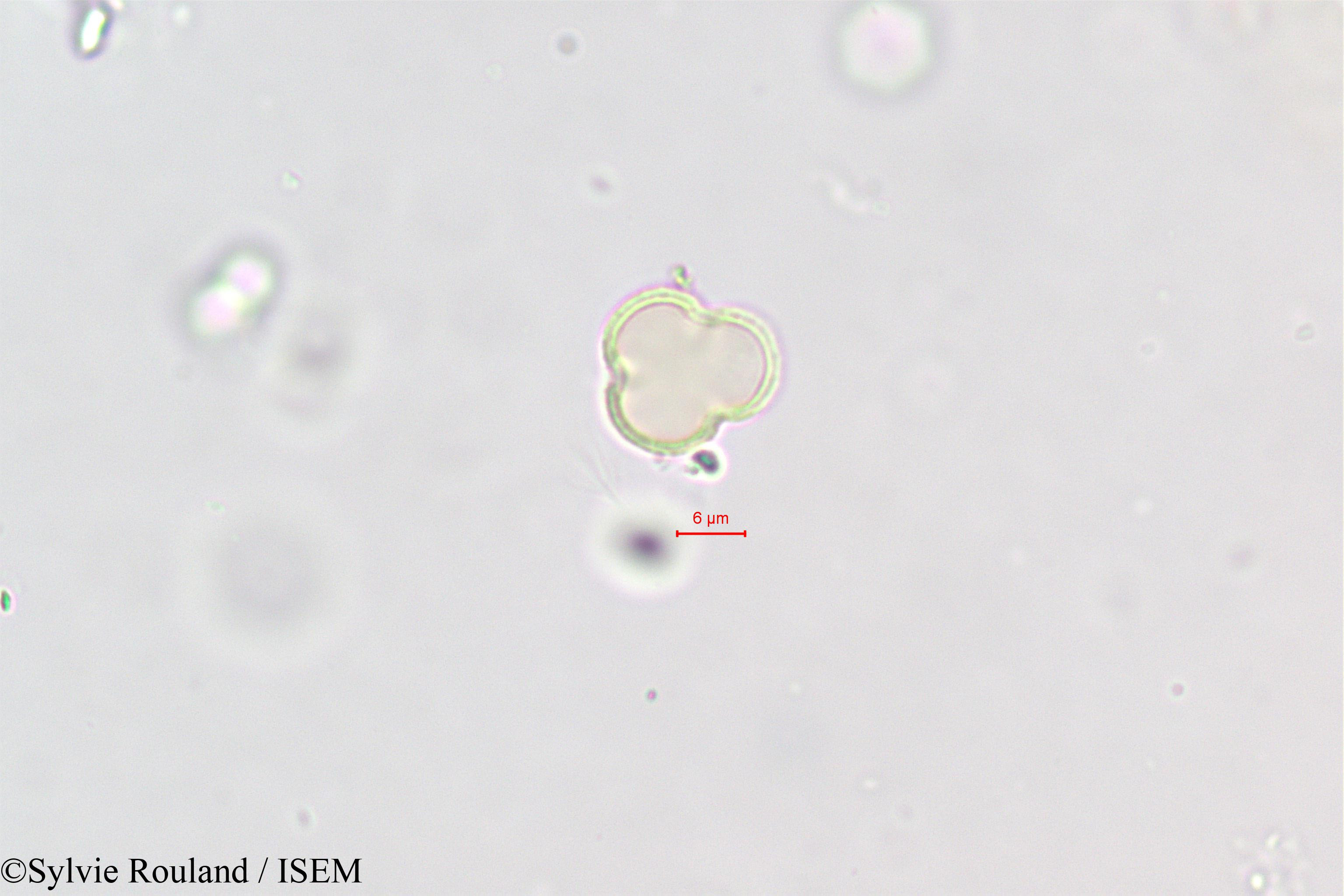Sylvie.Rouland/Polycarpaea_repens_396/Polycarpaea_repens_396_0001(copy).jpg