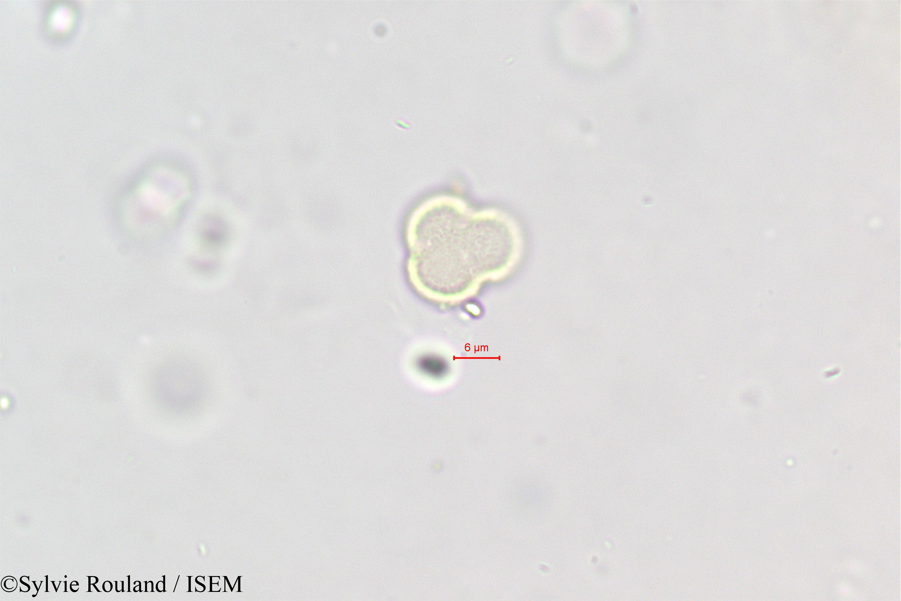 Sylvie.Rouland/Polycarpaea_repens_396/Polycarpaea_repens_396_0002(copy).jpg